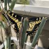 Dana Point Nursery gift card