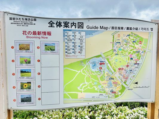 Hitachi Seaside Park by null