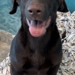 Nevada Puppy Store - puppy