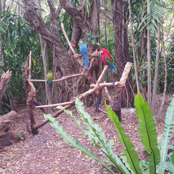 Jungle Island - Parrots - Amusement Parks Near Me - Miami, Florida