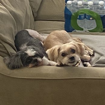 Shaggy2swaggypets - Two girls relaxing after a groom - Pet Groomers Near Me - Riverside, California Shaggy2swaggypets - Two girls relaxing after a groom - Pet Groomers Near Me - Riverside, California