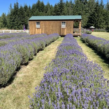 Nelson's Duckpond & Lavender Farm - Nurseries & Gardening Near Me - Sequim, Washington Nelson's Duckpond & Lavender Farm - Nurseries & Gardening Near Me - Sequim, Washington