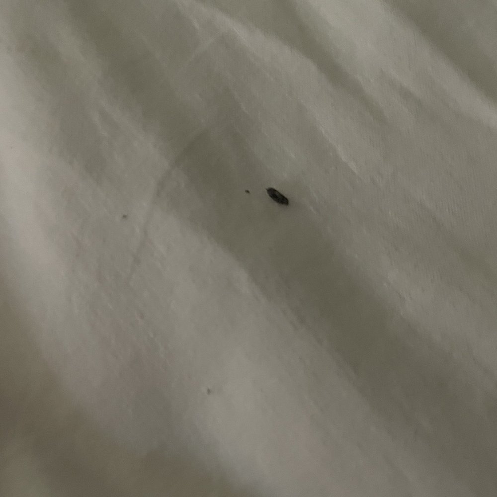 Bug Bug