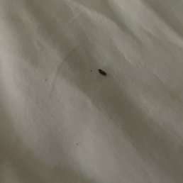 Bug