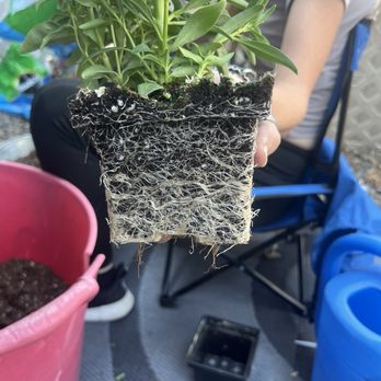 The Home Depot - Roots - Nurseries & Gardening Near Me - Carmichael, California