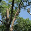 Elite Tree Service gift card