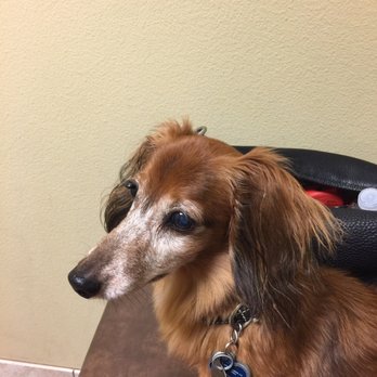 Capital Veterinary Clinic - Veterinarians Near Me - Austin, Texas Capital Veterinary Clinic - Veterinarians Near Me - Austin, Texas