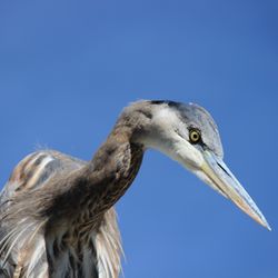 Lonesome Duck - Great Blue Heron---keeping a sharp eye out for lunch.