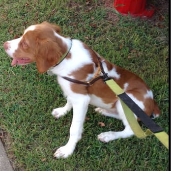 Camp Bow Wow - Pet Sitting Near Me - Cary, North Carolina