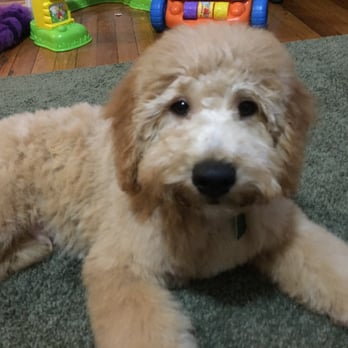 Perfect Behavior Dog Training - Samson's first haircut with Jay - Pet Training Near Me