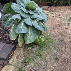 GALT Landscape Company - Brussel carpet plant that got sprayed with herbicide. The herbicide has a blue tint and you can see it on the grass.