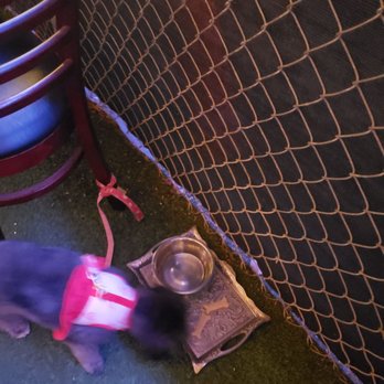 Morrison - The water bowl and bones provided for my dog. - Gastropubs Near Me - Los Angeles, California Morrison - The water bowl and bones provided for my dog. - Gastropubs Near Me - Los Angeles, California