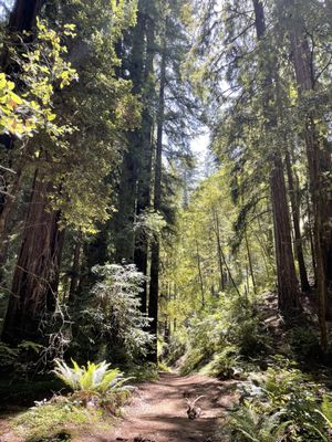 Montgomery Woods State Natural Reserve by null