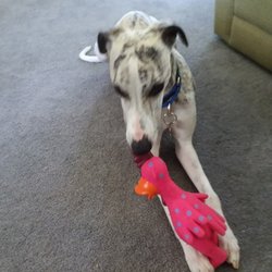 Happy Paws Dog Boarding - My very own Mr. Bentley