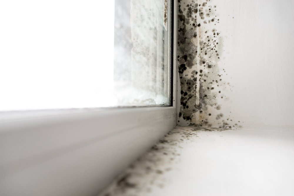 Austin Mold - mold inspector in Austin, TX