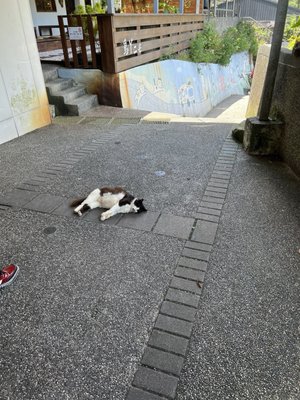 Houtong Cat Village by null