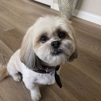Barking Spot - Shih Tzu summer cut. - Pet Stores Near Me - Chula Vista, California