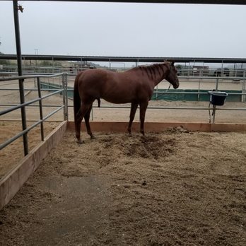 Candi Cane Cooper - This is Jr, he has communicated with Candi and she potty trained him to Pee in the rear left of his stall just three days ago! - Holistic Animal Care Near Me - Los Angeles, California