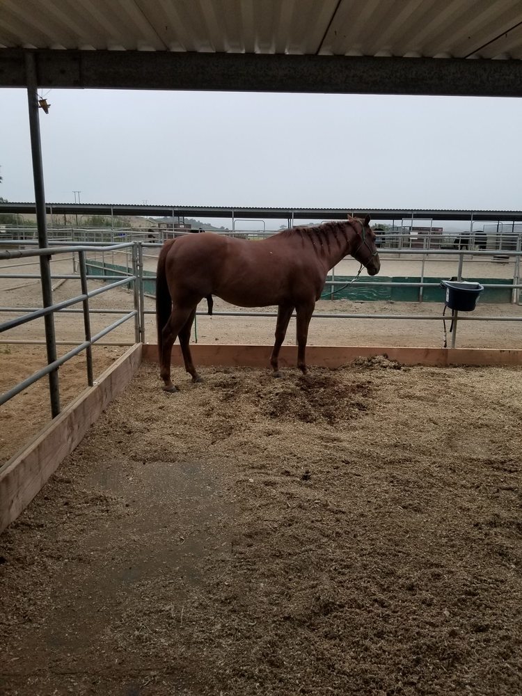 CANDI CANE COOPER Pet Services Los Angeles, CA Phone Number Yelp