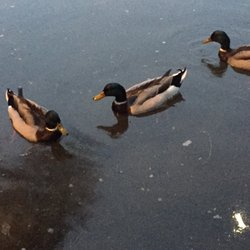 Swiss Mountain Village - Duckies