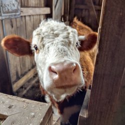The Farm At Prophetstown - A curious cow that liked having its photo taken.