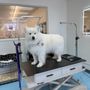Photo of Animal House Grooming