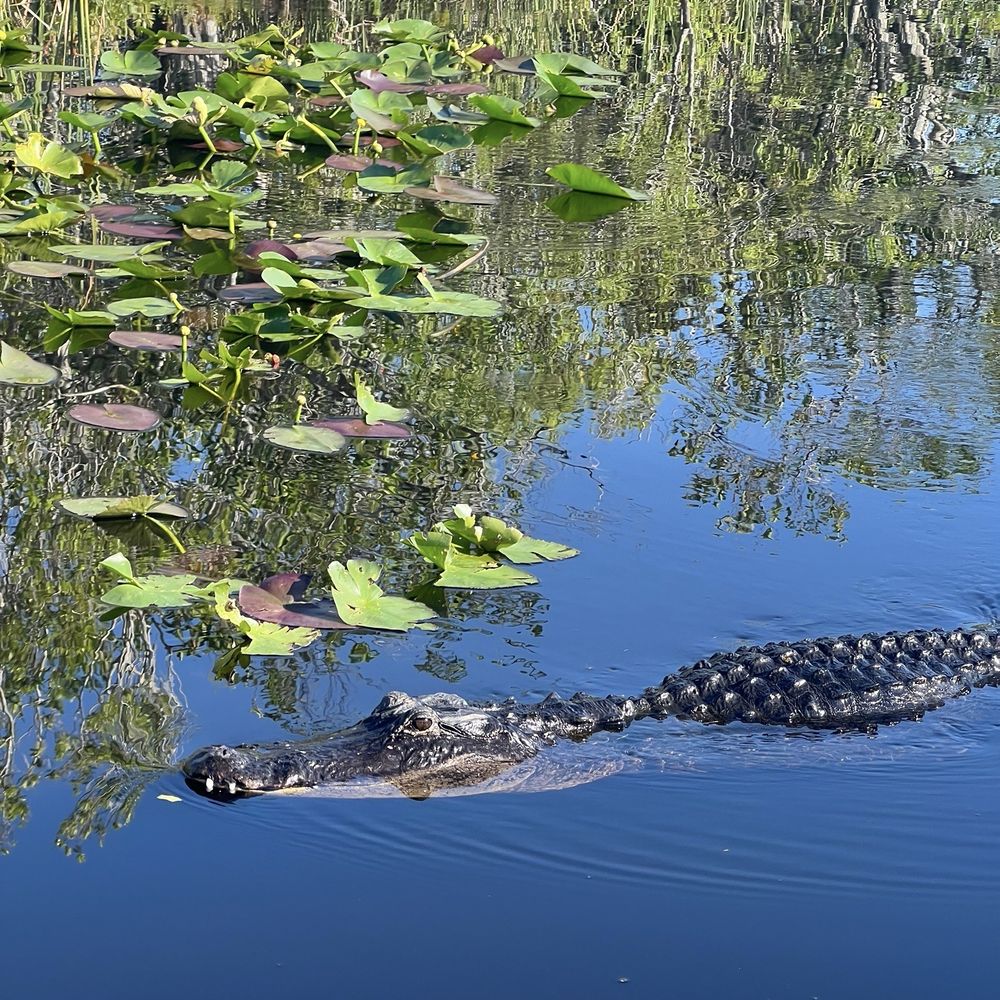 Everglades Airboat Expeditions - Big boy - Boat Tours Near Me Everglades Airboat Expeditions - Big boy - Boat Tours Near Me