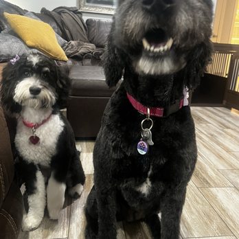 Hot lulu's doggy salon spaw 2025 Black Friday