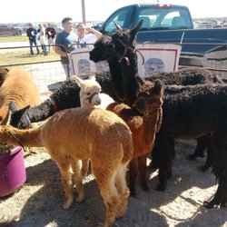 Country Applefest - Alpacas