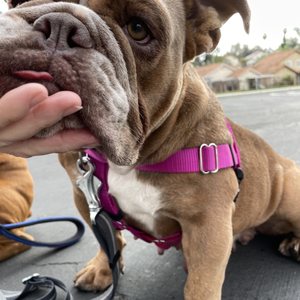 ALTA MIRA ANIMAL HOSPITAL - 20 Photos & 87 Reviews - 998 S Santa Fe Ave ALTA MIRA ANIMAL HOSPITAL - 20 Photos & 87 Reviews - 998 S Santa Fe Ave