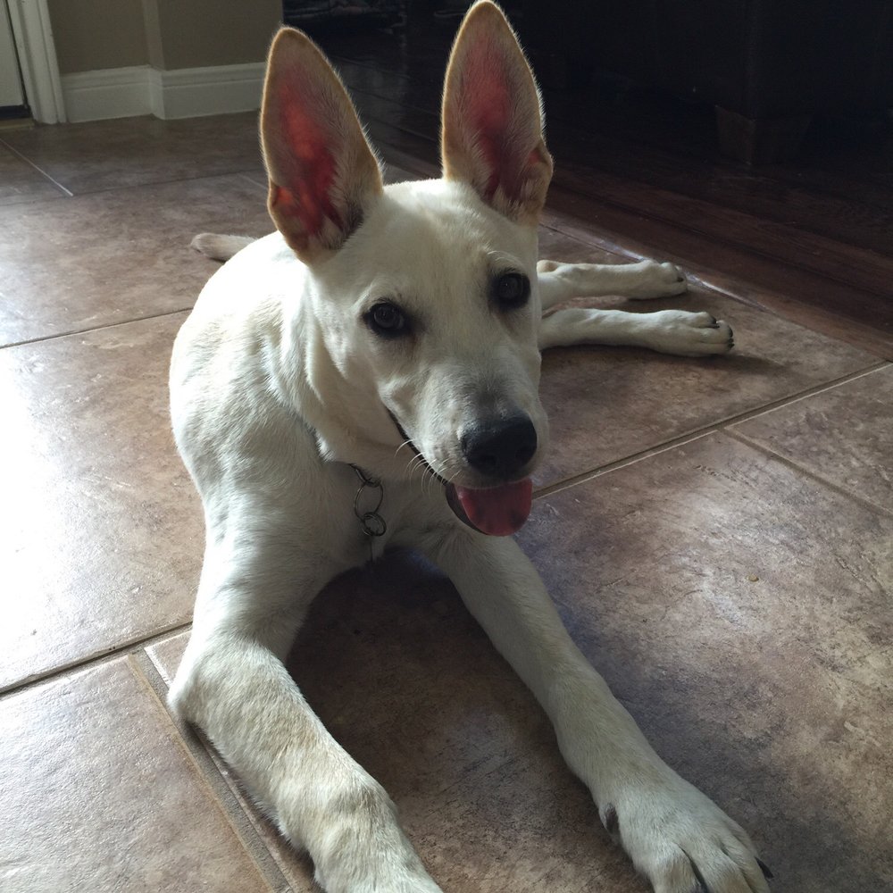 Katy Kennels - Happy Max after coming home from Katy Kennels - Pet Sitting Near Me - Katy, Texas Katy Kennels - Happy Max after coming home from Katy Kennels - Pet Sitting Near Me - Katy, Texas