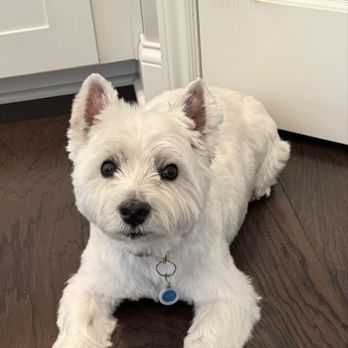 Scrubbers - Pet Groomers Near Me - Rochester Hills, Michigan