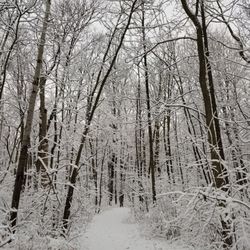 Franklin Woods Nature Center - Snowy woods