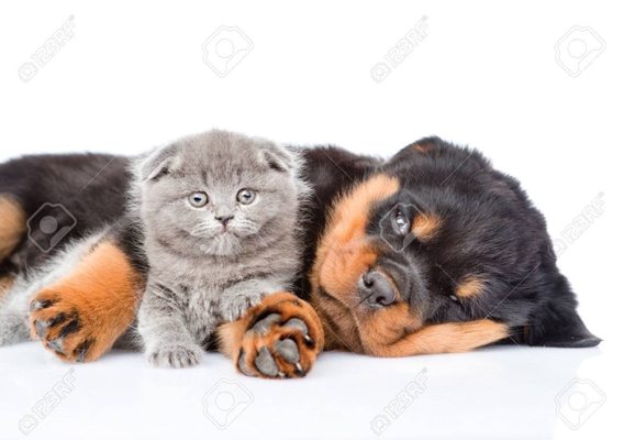 Your local Pet Healing! - Give us a call Your local Pet Healing! - Give us a call