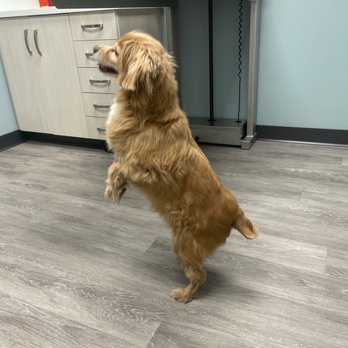 1. South End Veterinary Clinic