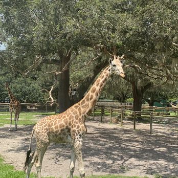 Giraffe Ranch - Ranches Near Me - Dade City, Florida Giraffe Ranch - Ranches Near Me - Dade City, Florida