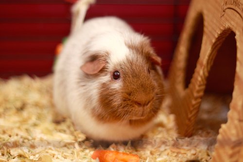 Ann Arbor Nursery - childcare center in Ann Arbor, MI