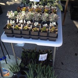 Farmers Market - The market also has vendors with plants, including these succulents