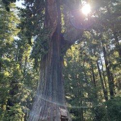 Linda Schooler - Beautiful Northern Cali.
