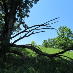 Bluff Spring Fen