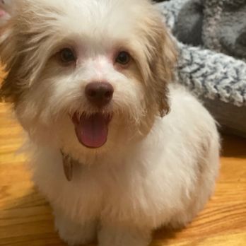 Brooklyn Paw House - Chase is so happy! - Pet Groomers Near Me - Brooklyn, New York