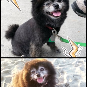 Wilco Farm Store - Cornelius - Before and After shot on our dog's groom-job. This improved the quality of her life so much. - Nurseries & Gardening Near Me - Cornelius, Oregon Wilco Farm Store - Cornelius - Before and After shot on our dog's groom-job. This improved the quality of her life so much. - Nurseries & Gardening Near Me - Cornelius, Oregon