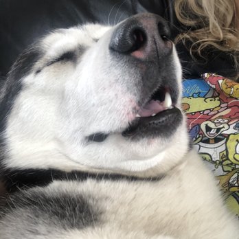 Vida Veterinary Care - Jack says thank you (this is him napping after his appointment, in moms arms ) - Veterinarians Near Me - Denver, Colorado Vida Veterinary Care - Jack says thank you (this is him napping after his appointment, in moms arms ) - Veterinarians Near Me - Denver, Colorado