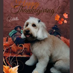 Happy Dogs Grooming
