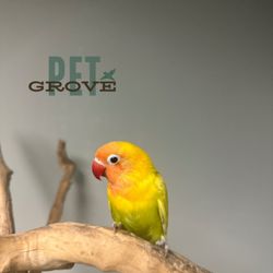 PetGrove - baby love bird