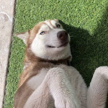 Heavenly Pet Resort - Pool play time - Pet Groomers Near Me - Upland, California