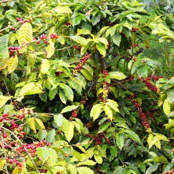 O'o Farms - Food Tours Near Me - Kula, Hawaii