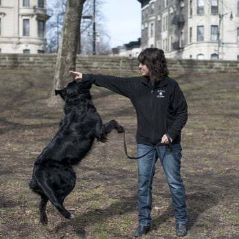 Doggie Academy - Pet Training Near Me - Brooklyn, New York