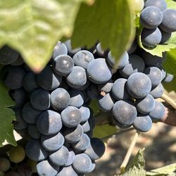 Sonoma Valley Bike Tours & Rentals - Pinot