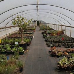 Rare Plant Research - Every nursery has neat and messy spots, this is the neat.
